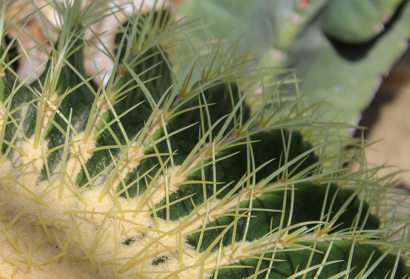 closeup of cactus 2